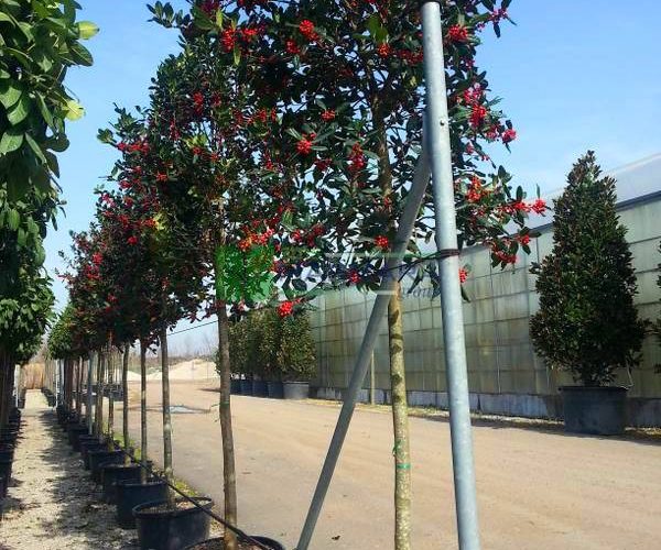 Ilex nellie R. stevens (AQUIFOLIACEAE)