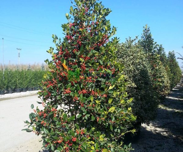 Ilex nellie R. stevens cone (AQUIFOLIACEAE)
