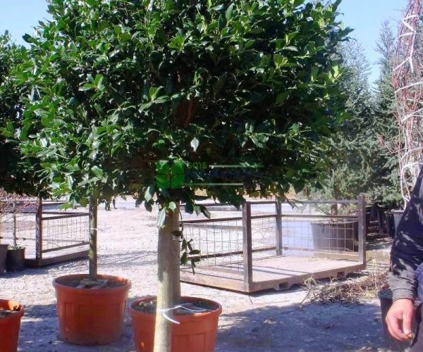 Ilex nellie R. stevens half tige (AQUIFOLIACEAE)