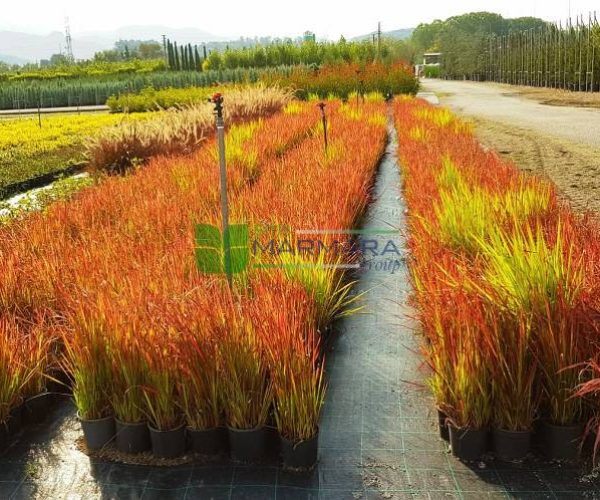 Imperata cylindrica red baron (POACEAE)