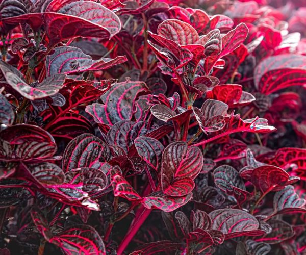Red,Blood,Leaf,Ornamental,Plant.,Red,Leaves,Of,Iresine,Herbstii