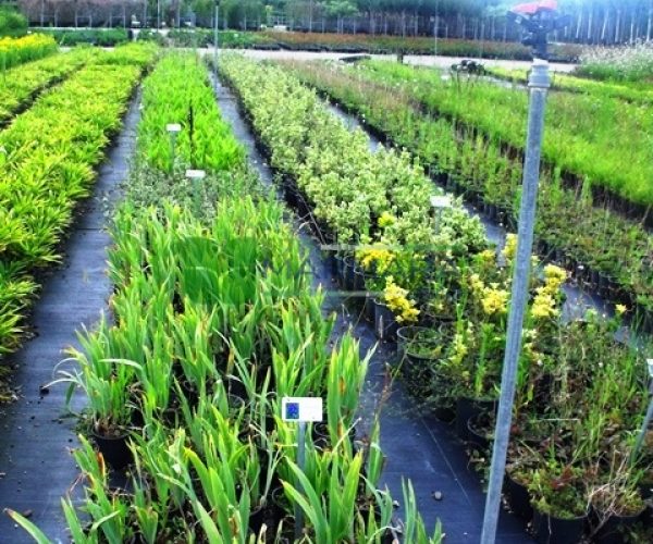 Iris germanica (IRIDACEAE)