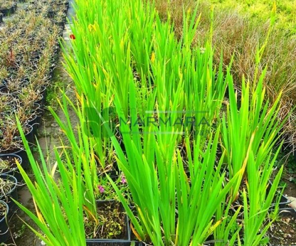 Iris pseudacorus (IRIDACEAE)