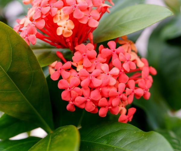 Ixora chinensis (RUBIACEAE)