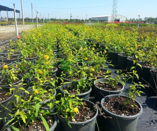 Kerria japonica (ROSACEAE)