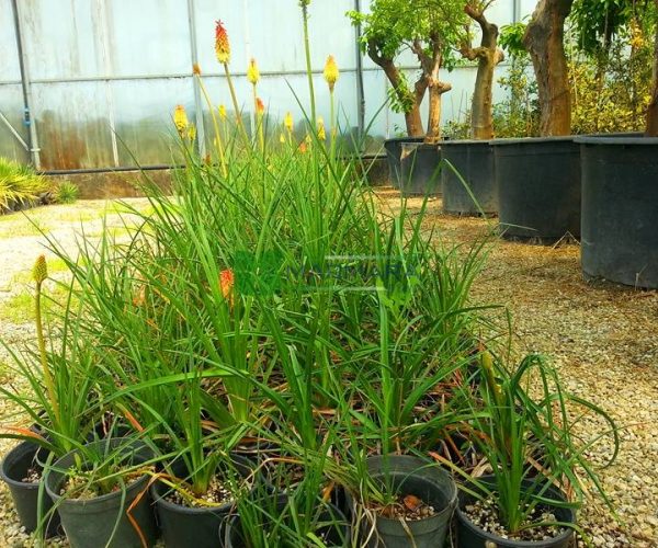 Kniphofia uvaria (ASPHODELACEAE)