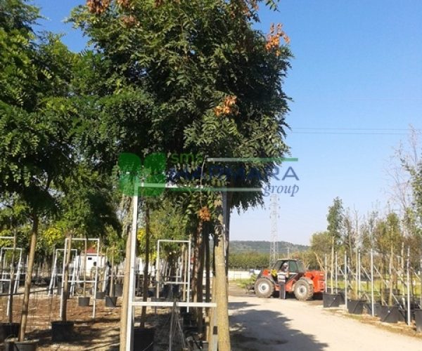 Koelreuteria paniculata (SAPINDACEAE)