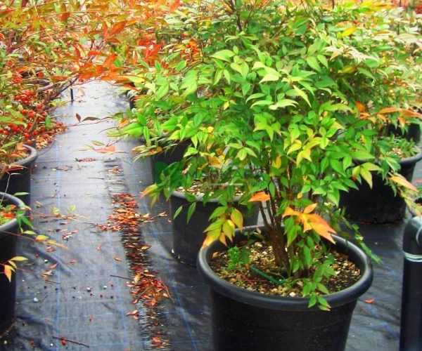 Nandina domestica (BERBERIDACEAE)