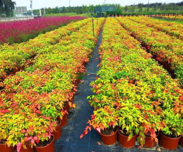 Nandina domestica fire power (BERBERIDACEAE)