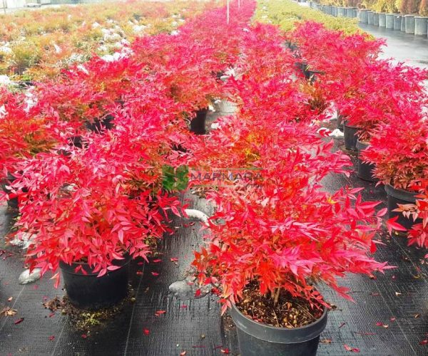 Nandina domestica gulf stream (BERBERIDACEAE)