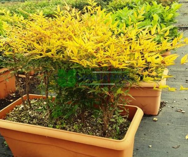 Nandina domestica wall (BERBERIDACEAE)