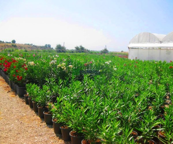 Nerium Oleander hardy red bush (APOCYNACEAE)