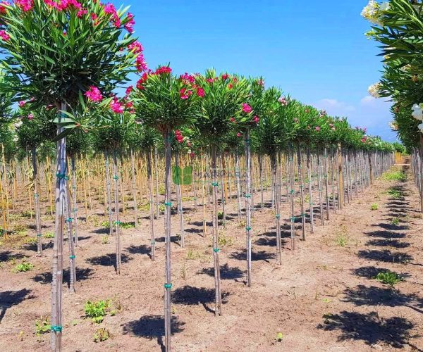 Nerium Oleander hardy red standart (APOCYNACEAE)
