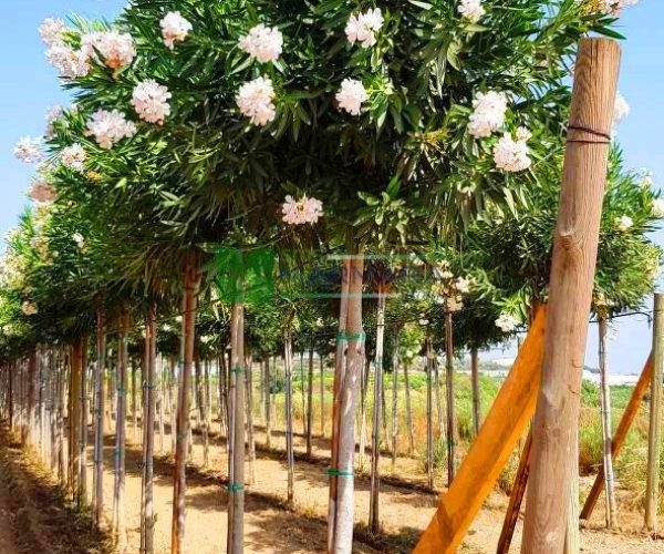 Nerium oleander album (APOCYNACEAE)