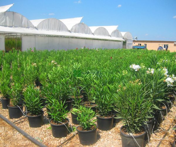 Nerium oleander album bush (APOCYNACEAE)