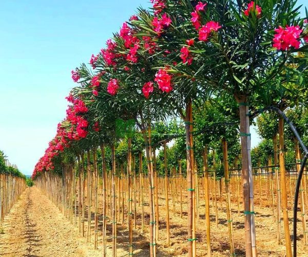 Nerium oleander papa gambetta (APOCYNACEAE)