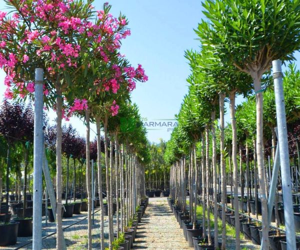 Nerium oleander pink (APOCYNACEAE)