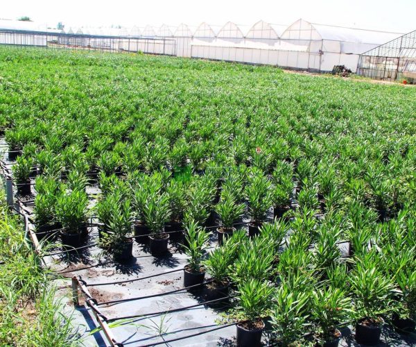 Nerium oleander pink bush (APOCYNACEAE)