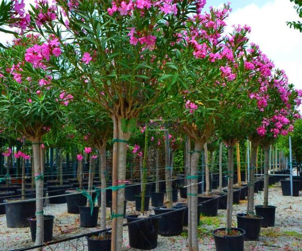 Nerium oleander pink half tige (APOCYNACEAE)