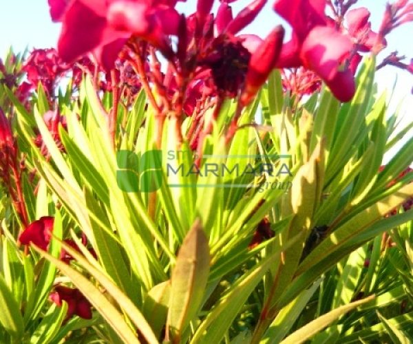 Nerium oleander rosso nana (APOCYNACEAE)