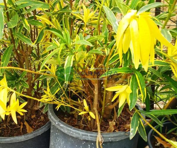 Nerium oleander variegata (APOCYNACEAE)