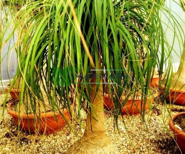 Nolina (Beaucarnea) recurvata (Dasylirion recurvatum) (ASPARAGACEAE)