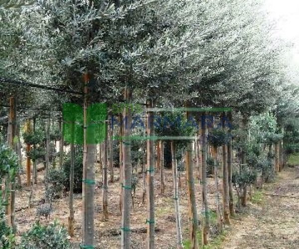 Olea europaea (OLEACEAE)