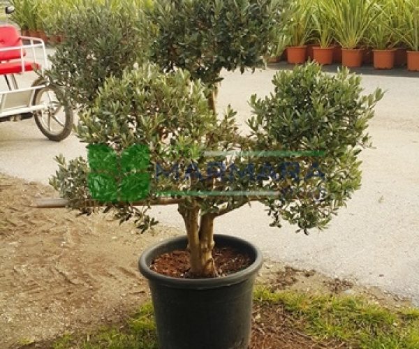 Olea europaea mini ponpon (OLEACEAE)