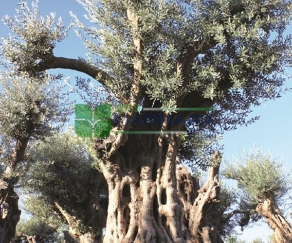 Olea europaea monument (OLEACEAE)