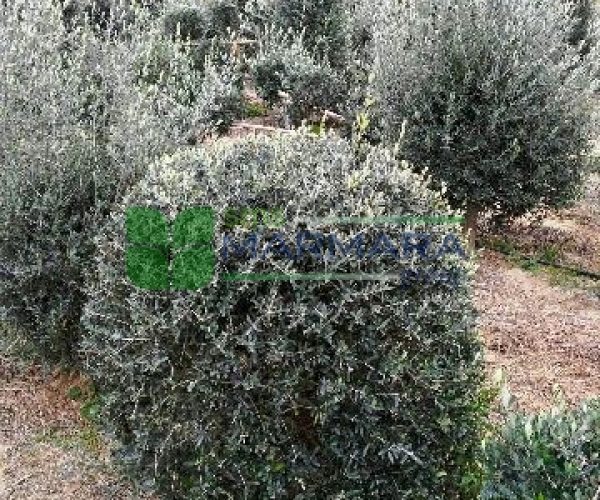 Olea europaea palle (OLEACEAE)