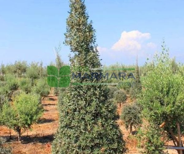 Olea europaea pyramidale (OLEACEAE)