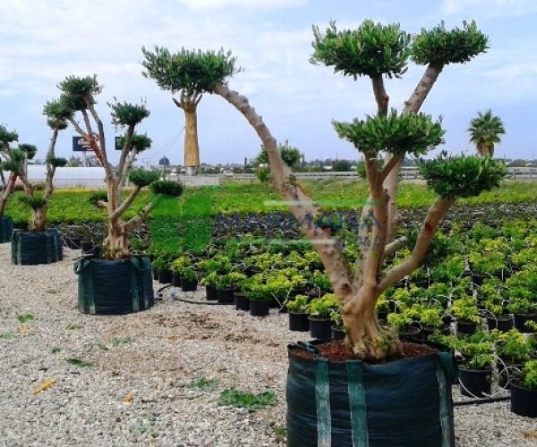 Olea europaea topiary ponpon (OLEACEAE)