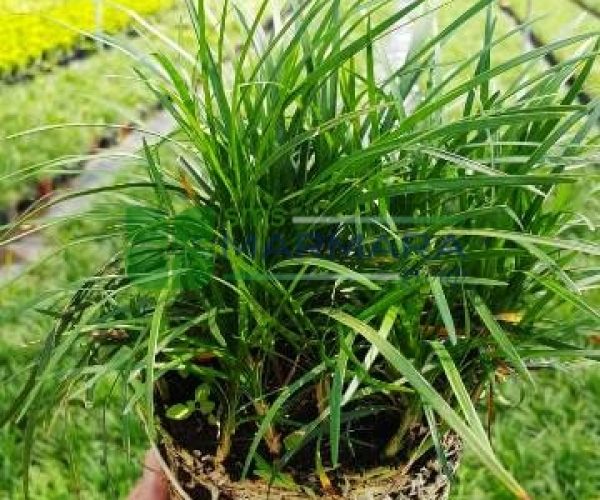 Ophiopogon japonicus (ASPARAGACEAE)