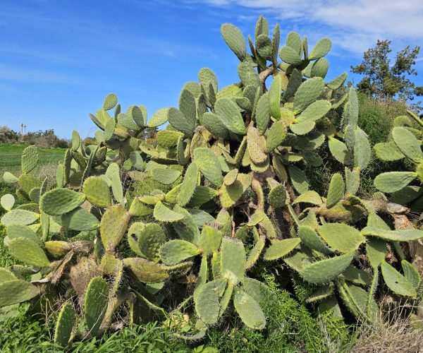 Opuntia ficus indica (CACTACEAE)