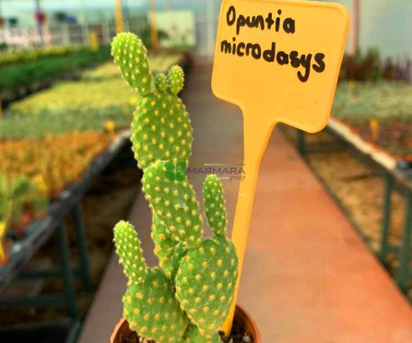 Opuntia microdasys (CACTACEAE)