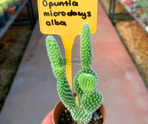 Opuntia microdasys var. albispina (CACTACEAE)