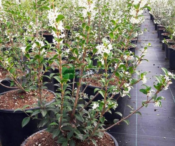 Osmanthus burkwoodii (OLEACEAE)