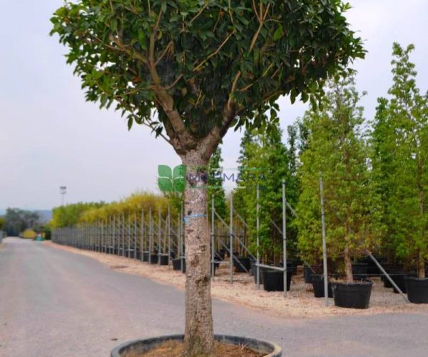 Osmanthus fragrans var. aurantiacus (OLEACEAE)