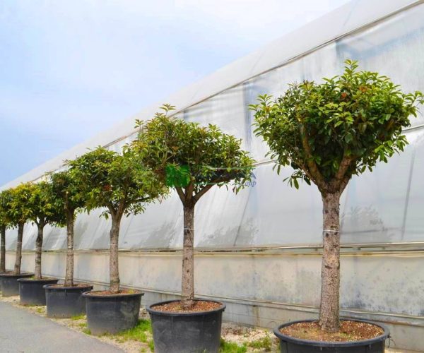 Osmanthus frangrans conger yellow (OLEACEAE)