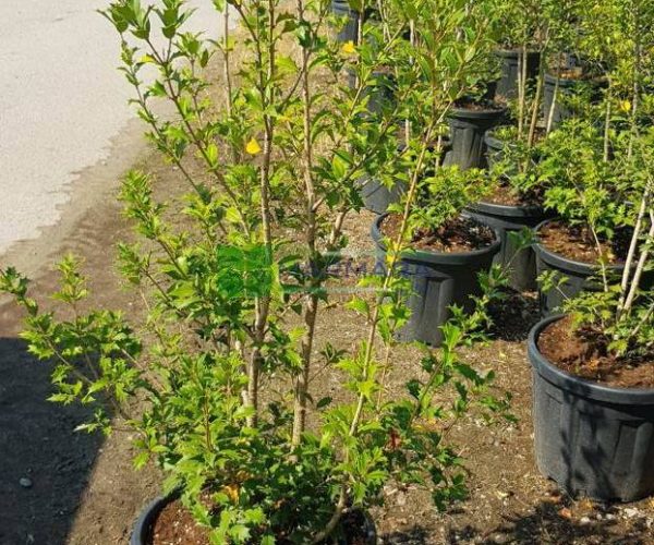 Osmanthus heterophyllus (OLEACEAE)