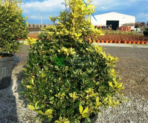 Osmanthus heterophyllus goshiki (OLEACEAE)