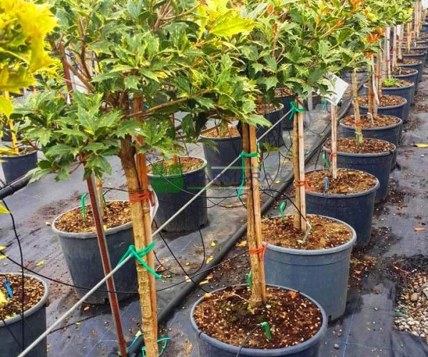 Osmanthus heterophyllus goshiki half tige (OLEACEAE)