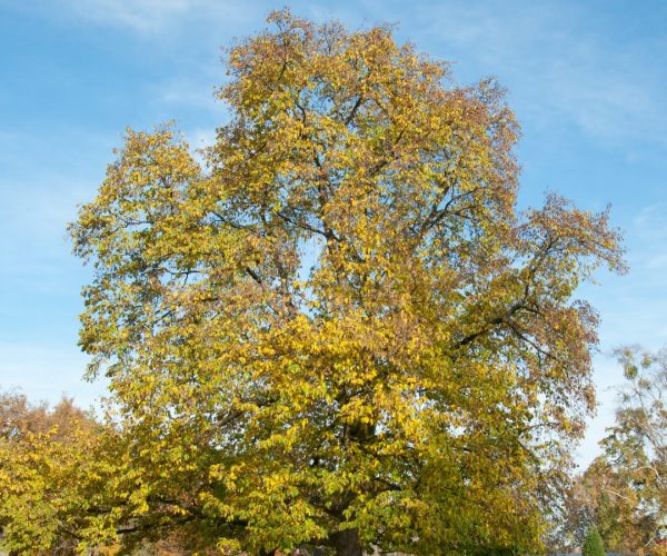 Copyright PlantaPro
Copyright Peter Dietze