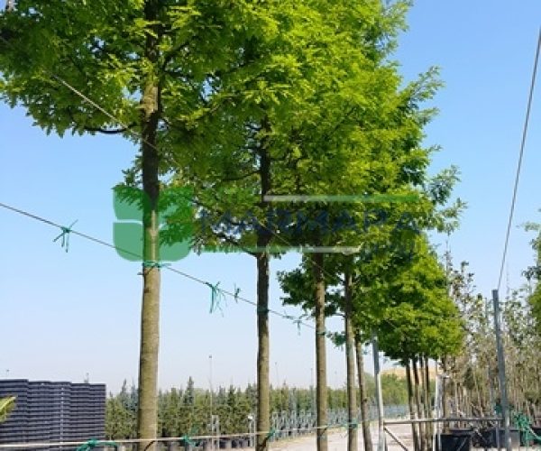 Quercus cerris (FAGACEAE)