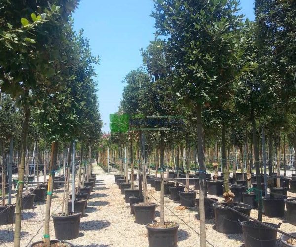 Quercus ilex (FAGACEAE)