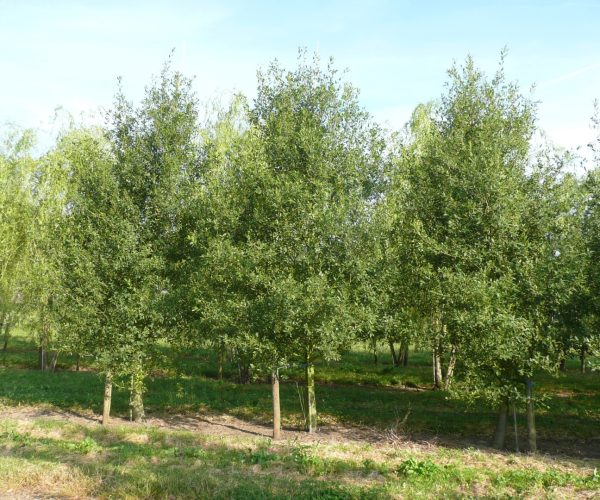 Quercus kewensis (FAGACEAE)