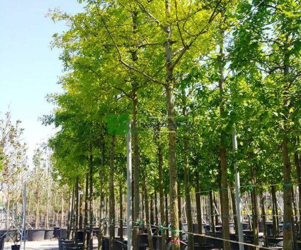 Quercus palustris (FAGACEAE)