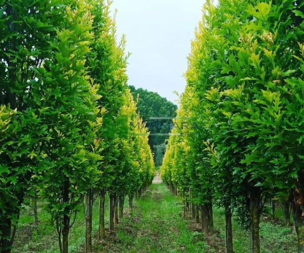 Quercus palustris green pillar (FAGACEAE)