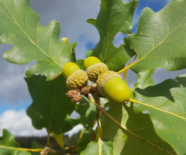 Quercus petraea (FAGACEAE)