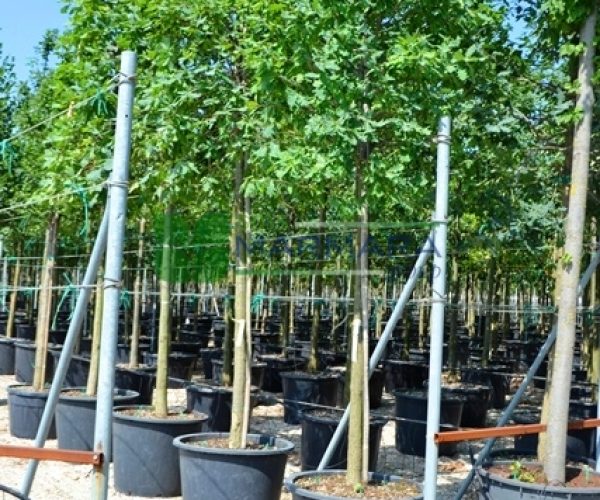 Quercus robur (FAGACEAE)